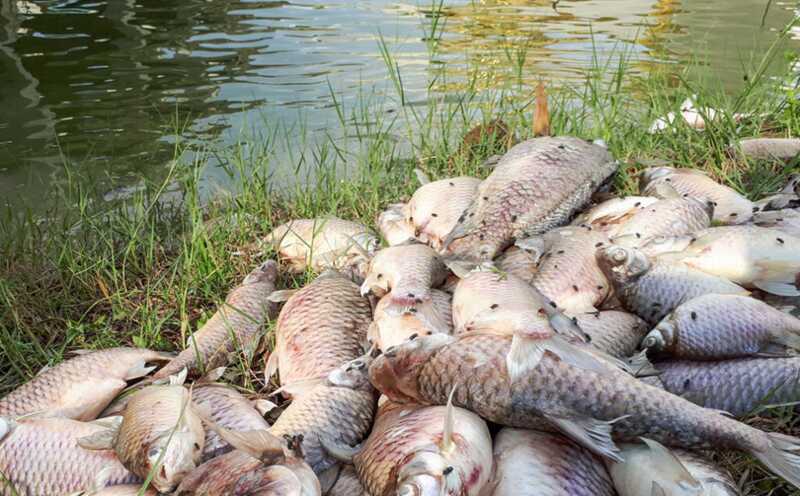В реке, расположенной на границе между Чувашией и Мордовией, погибло свыше 2 тысяч рыб