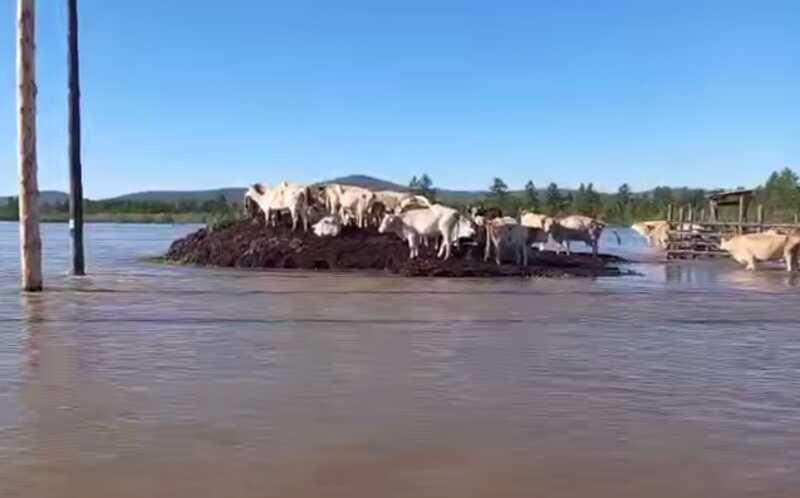 Коровы поднялись на холм, стремясь избежать затопления в Якутии