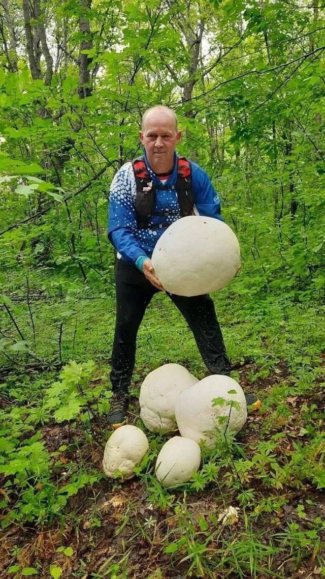 Россиянин нашел в лесу грибы размером с тыкву