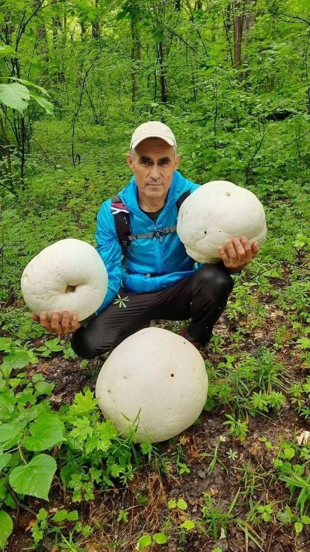 Россиянин нашел в лесу грибы размером с тыкву