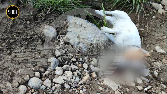 В Волоколамске пьяный бизнесмен оставил раненого пса на дороге и скрылся dzkiqkridiqkhkmp
