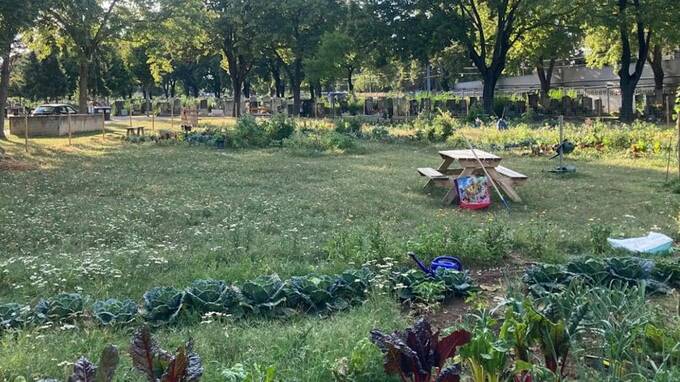 На кладбищах Вены появились грядки с овощами qzeiqurihuiquekmp