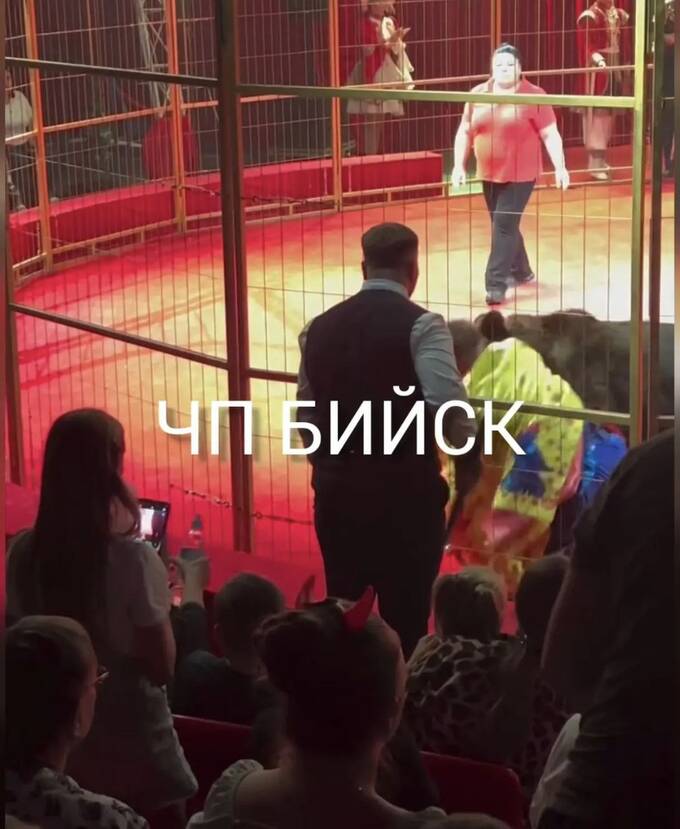 В Бийске цирковой медведь напал на дрессировщика qkuirziuxiqkmp