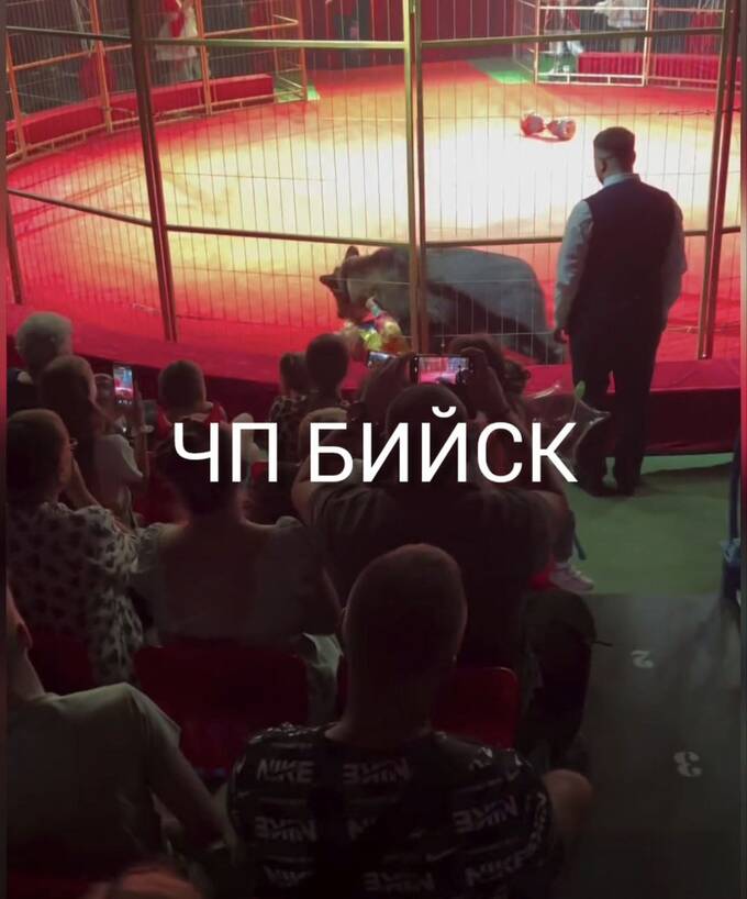 В Бийске цирковой медведь напал на дрессировщика